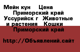 Мейн кун  › Цена ­ 35 000 - Приморский край, Уссурийск г. Животные и растения » Кошки   . Приморский край